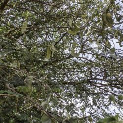 Vachellia nilotica subsp. kraussiana