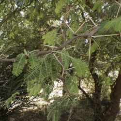 Vachellia nilotica subsp. kraussiana