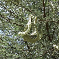 Vachellia nilotica subsp. kraussiana