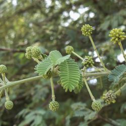 Vachellia nilotica subsp. kraussiana