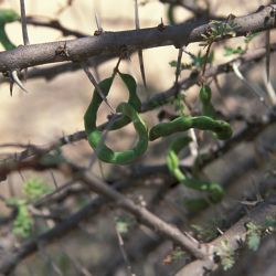 Vachellia tortilis subsp. raddiana