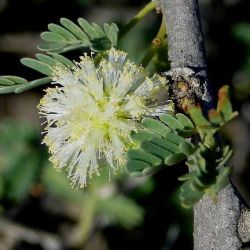 Vachellia tortilis subsp. raddiana