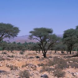 Vachellia tortilis subsp. raddiana