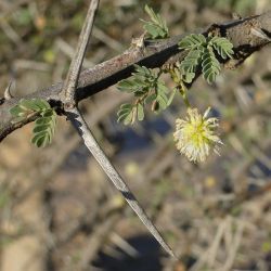 Vachellia tortilis subsp. raddiana