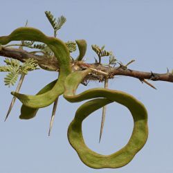 Vachellia tortilis subsp. raddiana