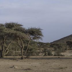 Vachellia tortilis subsp. raddiana