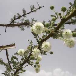 Vachellia tortilis subsp. raddiana