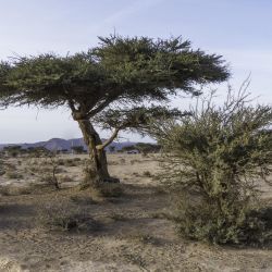 Vachellia tortilis subsp. raddiana