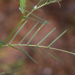 Vicia angustifolia