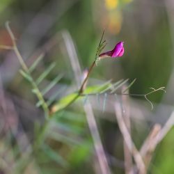 Vicia angustifolia