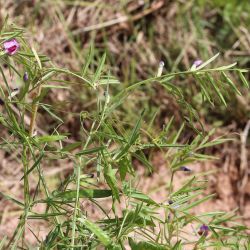 Vicia angustifolia