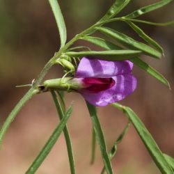 Vicia angustifolia