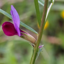 Vicia angustifolia