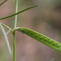 Vicia angustifolia