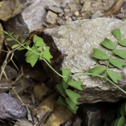 Vicia cordata