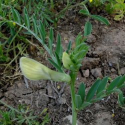 Vicia lutea s.l.