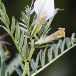 Vicia lutea subsp. vestita