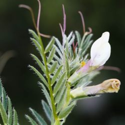 Vicia lutea subsp. vestita