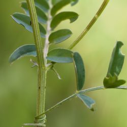 Vicia monantha subsp. monantha