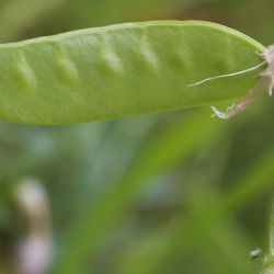 Vicia monantha subsp. monantha