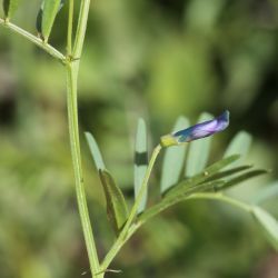 Vicia monantha subsp. monantha