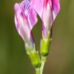 Vicia monantha subsp. monantha