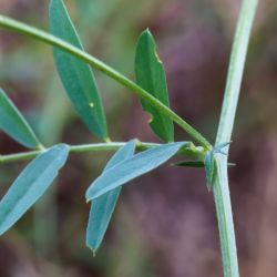 Vicia monantha subsp. monantha
