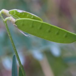 Vicia monantha subsp. monantha