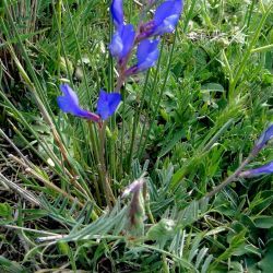 Vicia onobrychioides