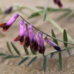 Vicia villosa subsp. pseudocracca