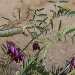 Vicia villosa subsp. pseudocracca