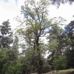 Quercus faginea Lam.