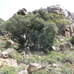 Quercus ilex subsp. rotundifolia