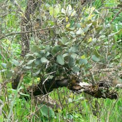 Quercus ilex subsp. rotundifolia