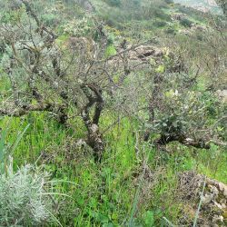 Quercus ilex subsp. rotundifolia