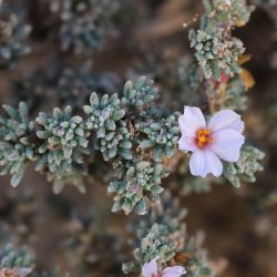 Frankenia corymbosa