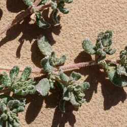 Frankeniaceae