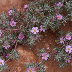 Frankeniaceae