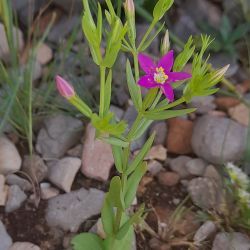 Centaurium tenuiflorum