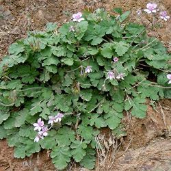 Erodium atlanticum