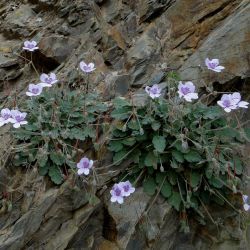 Erodium atlanticum