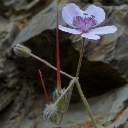 Erodium atlanticum