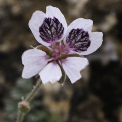 Erodium cheilanthifolium subsp. antariense