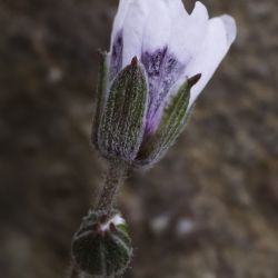 Erodium cheilanthifolium subsp. antariense