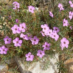 Erodium crassifolium