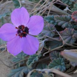 Erodium guttatum