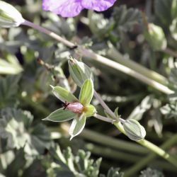 Erodium guttatum