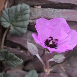 Erodium guttatum