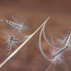 Erodium guttatum