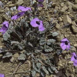 Erodium guttatum
